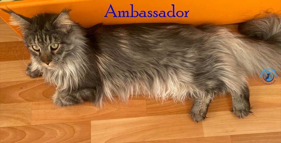 Fremde_Katzen/Armani und Ambassador/Armani und Ambassador26mN.jpg